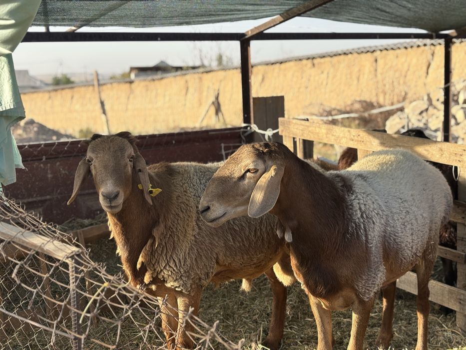 Қой Қошарлар сатылады