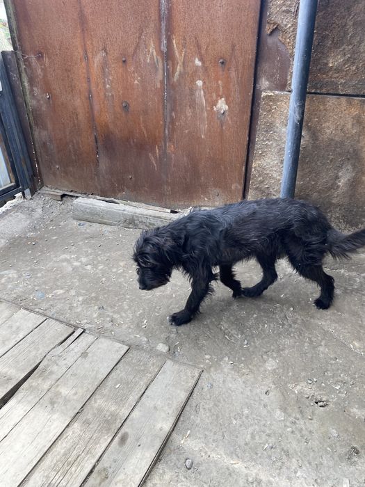 Щенок 9 месяцев