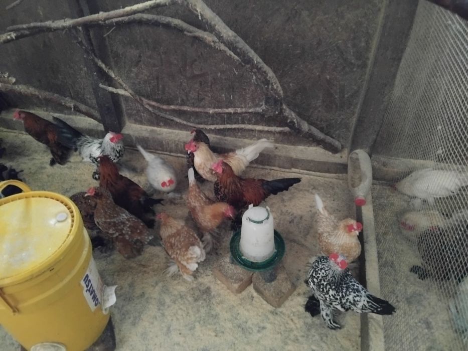 Mii de flori  rasa pură