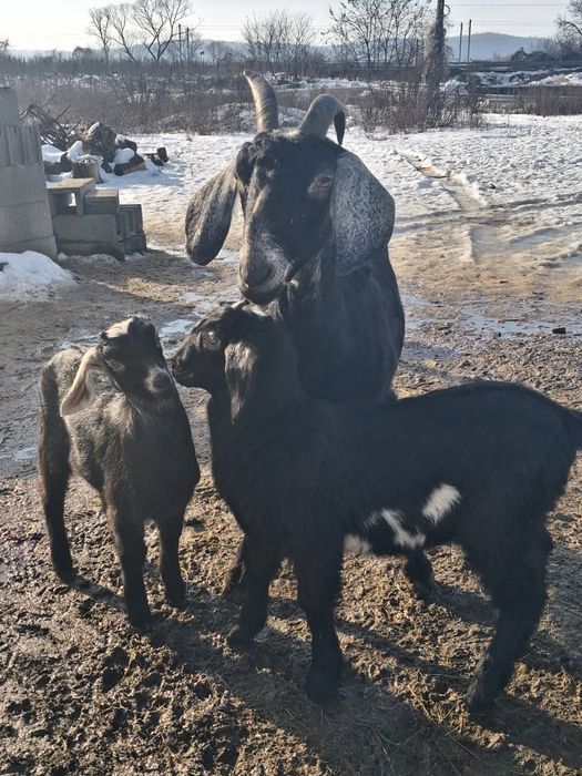 Vand o ieduta de anglo nubian