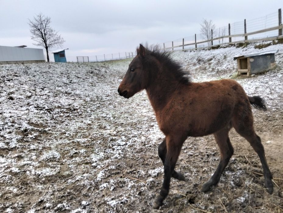 Vând manz de 4 luni