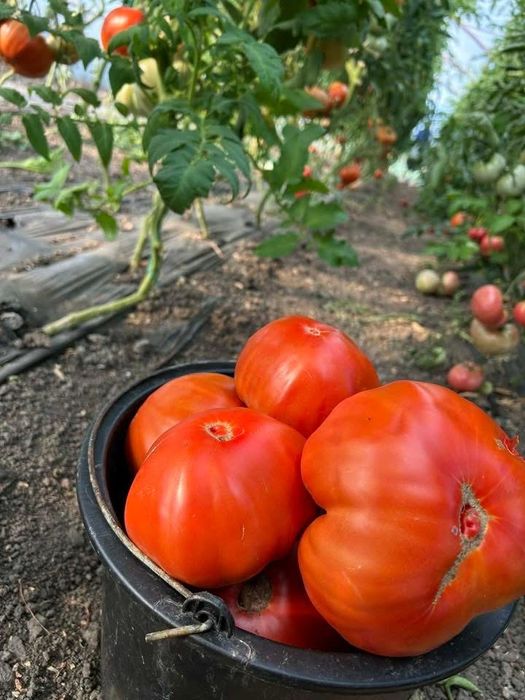 Vand rasad de legume