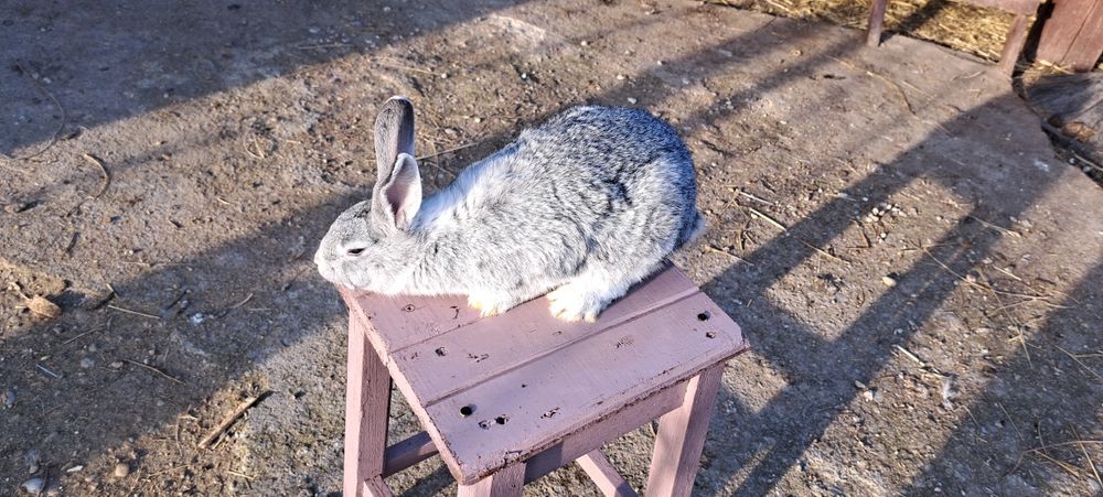 Vând iepuri de casă