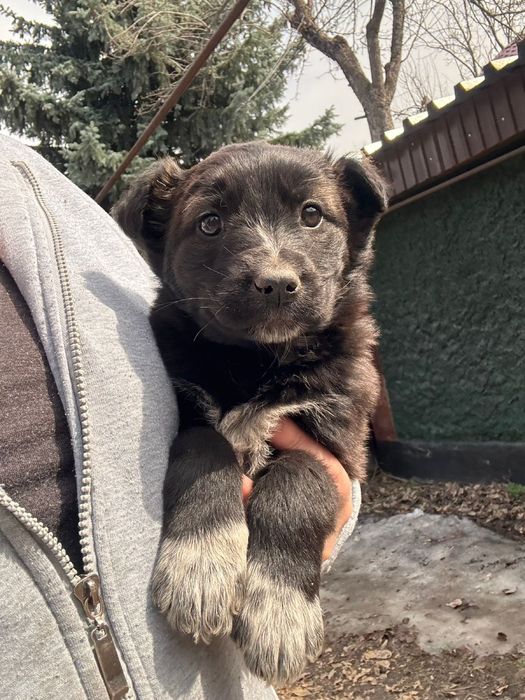 Ищут дом классные девченки