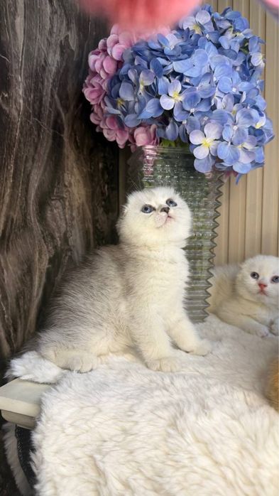 Британские котята серебристая шиншилла