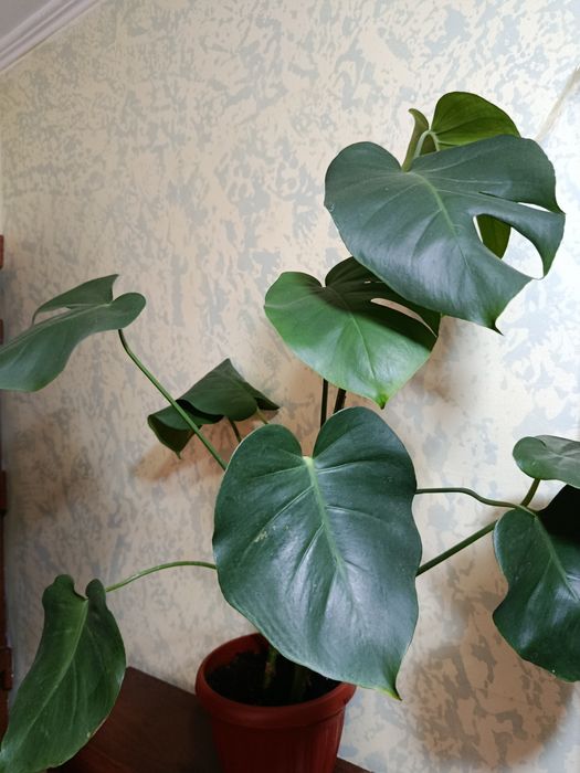 Продам комнатные растения