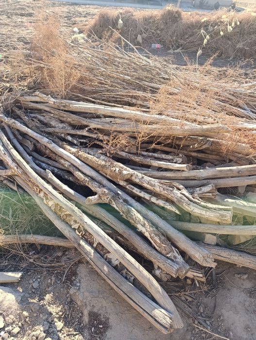 Удин сотилоди курук