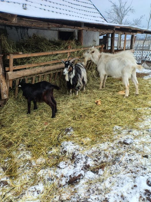 Vindem capre la bucata sau toate.