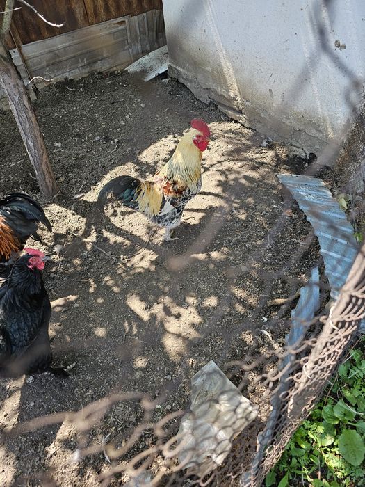 Продам  молодого петуха