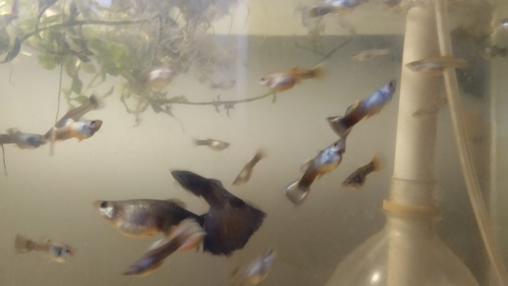 Аквариумные рыбки