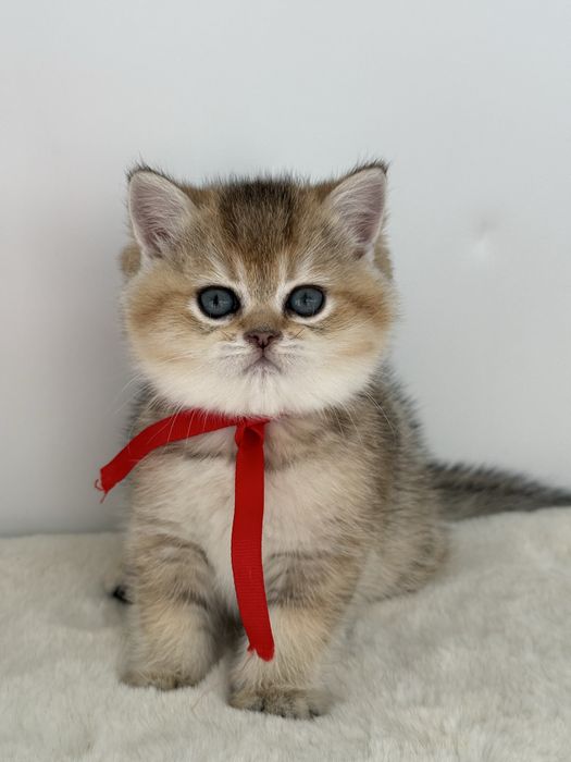 British golden ticked tabby