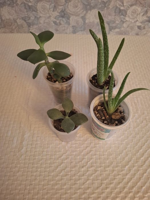 Продам отростки суккулентов