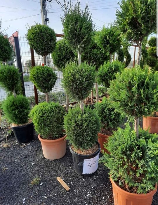 Diferite plante ornamentale/ La prețuri minim garantat/ etc