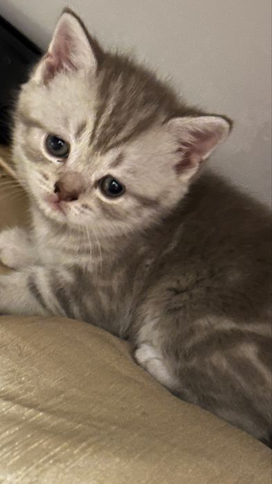 Котята шотландцы 30 марта др
