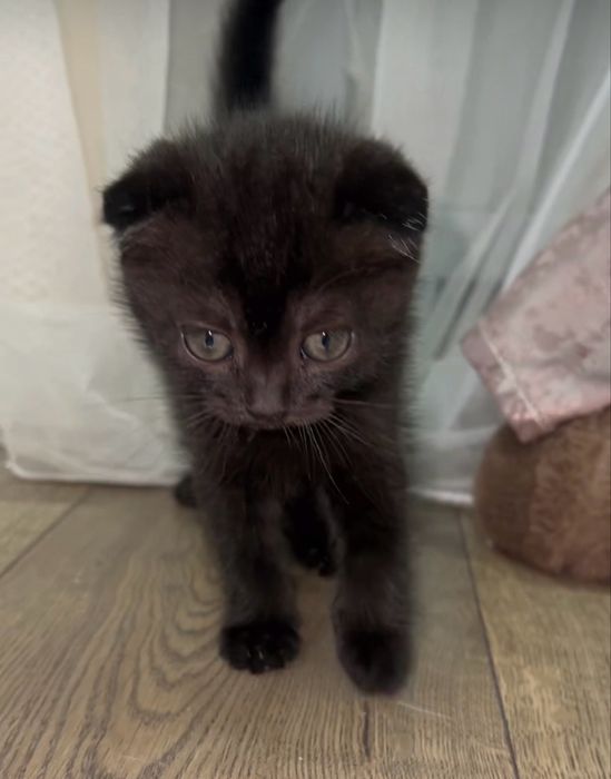 Вислоухая девочка