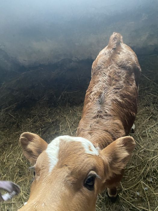 Продам телочку от малочной каровы