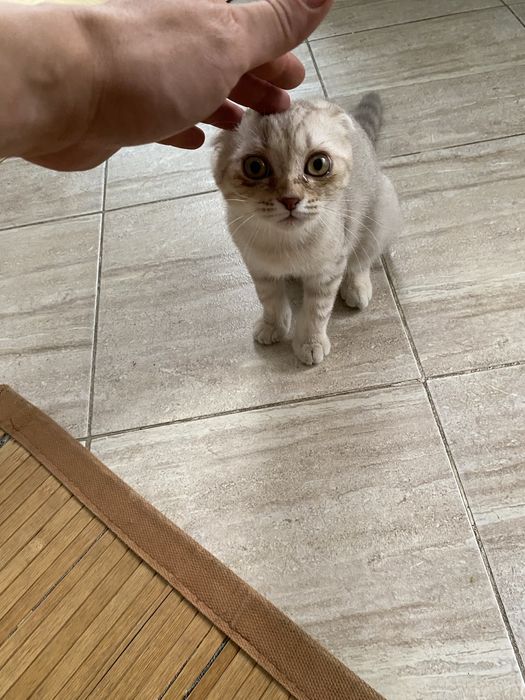 Кошка породистая
