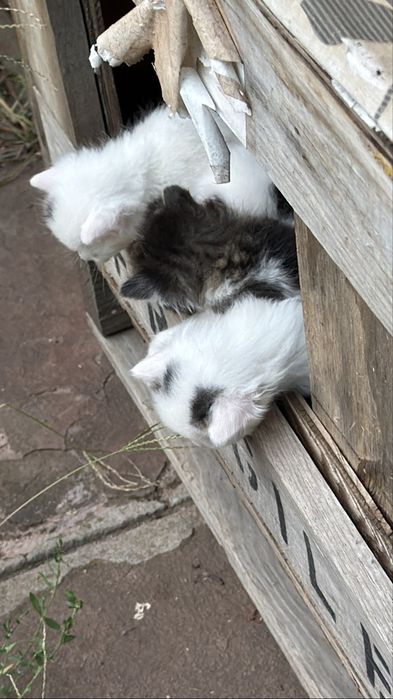 Малки сладки котета