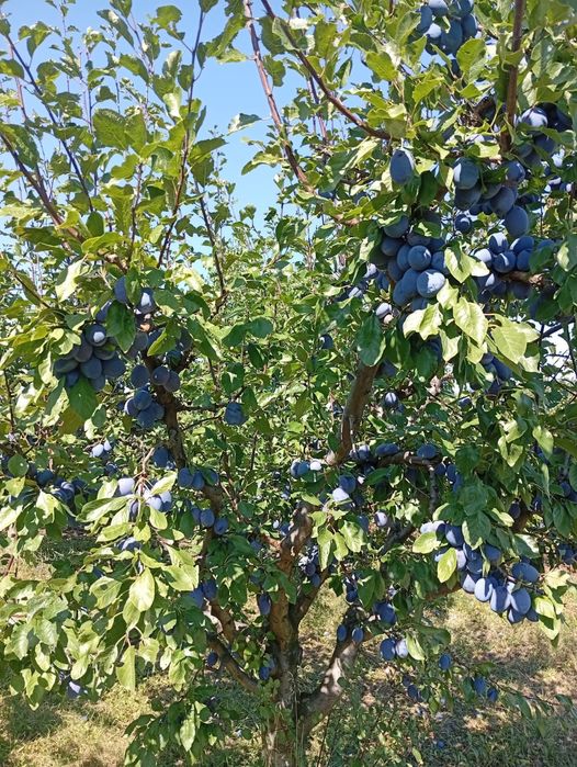 Vindem prune mari și dulci.