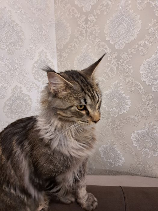 Мейн-кун, продам котенка