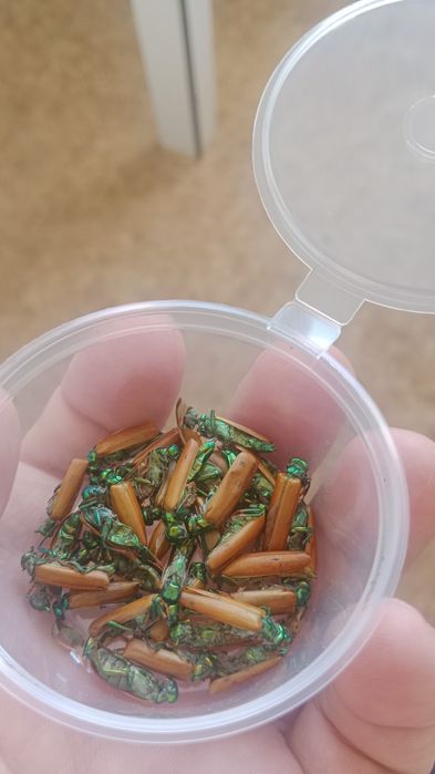 Алтын коныз Майски жук