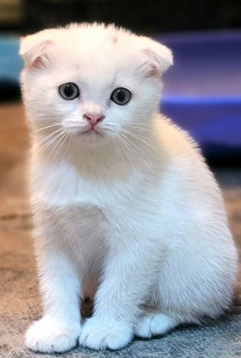 Продам котят фолд,страйт