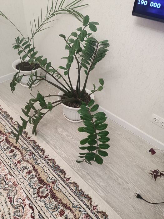 Долларовая дерева