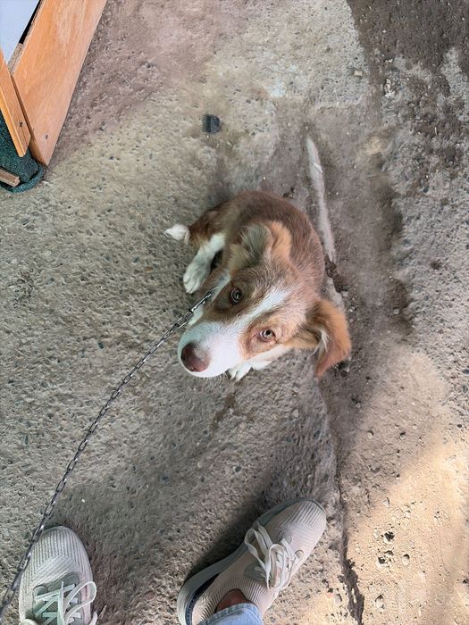 Корги собака домашняя