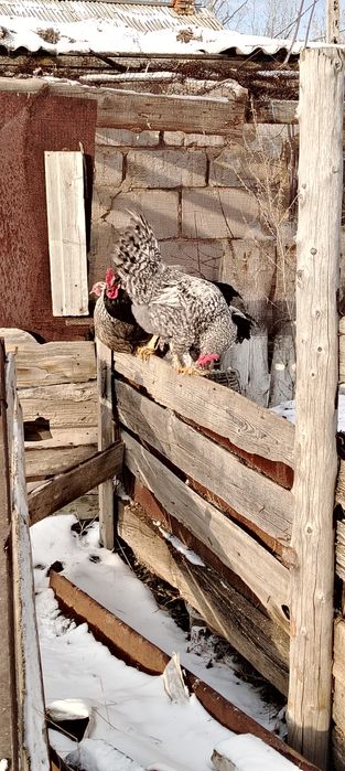 Продам петухов..