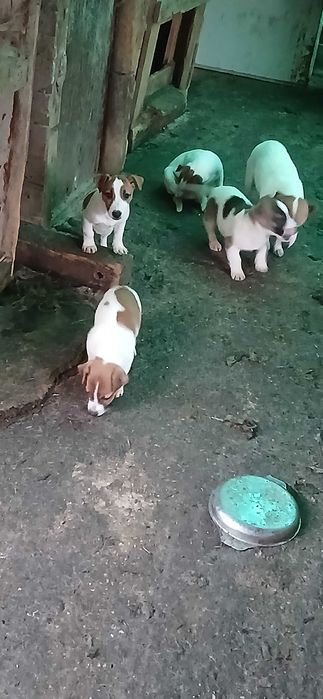 Джак ръсел. Три месечни ваксинирани. 300 лв