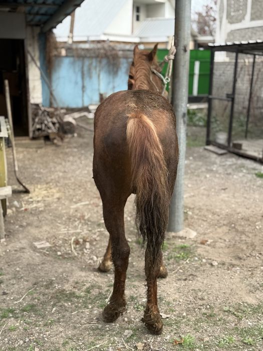 Кунан стоит на откорме