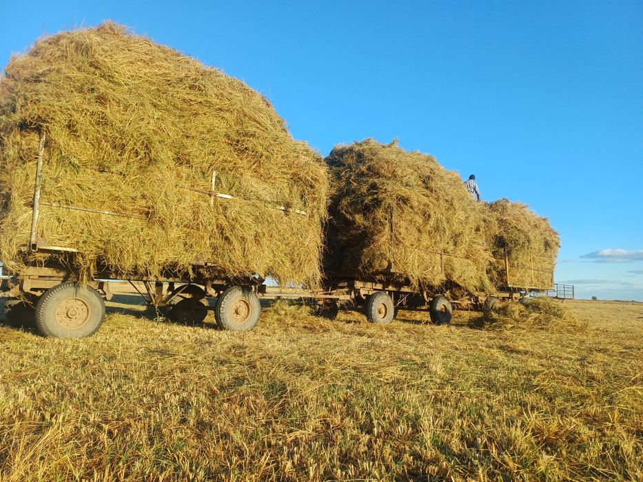 Продам рассыпное сено