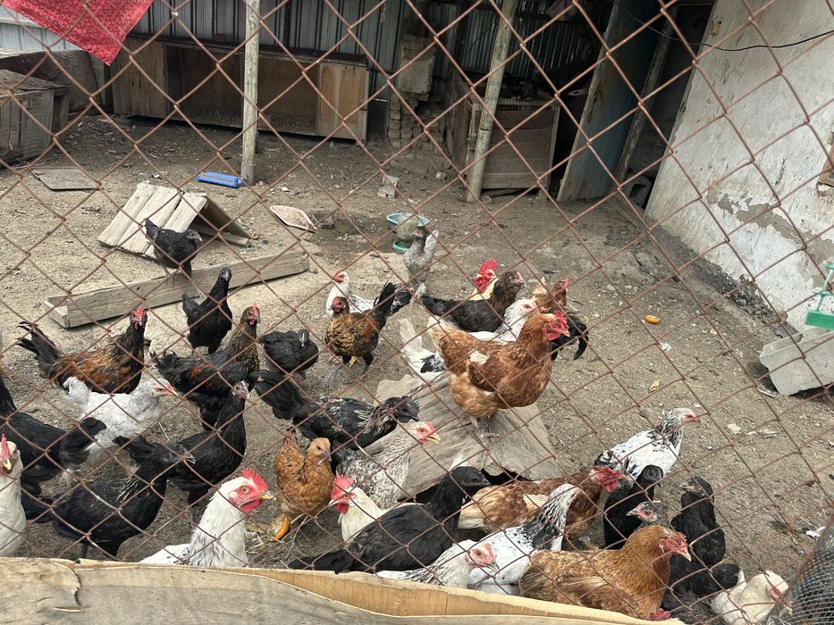 Продам курей и петухов!