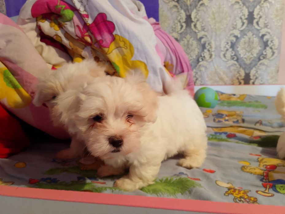 căței bichoni maltezi