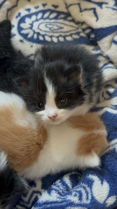 Котики в добрые руки