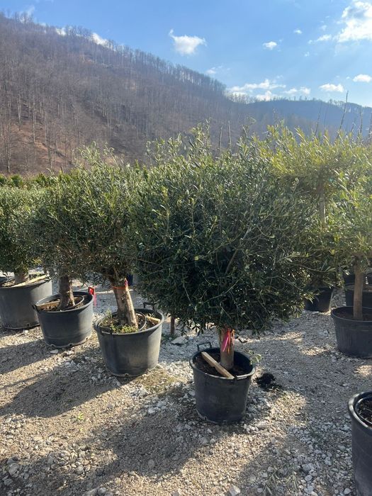 Plante ornamentale tuia leylandii smarald măslini