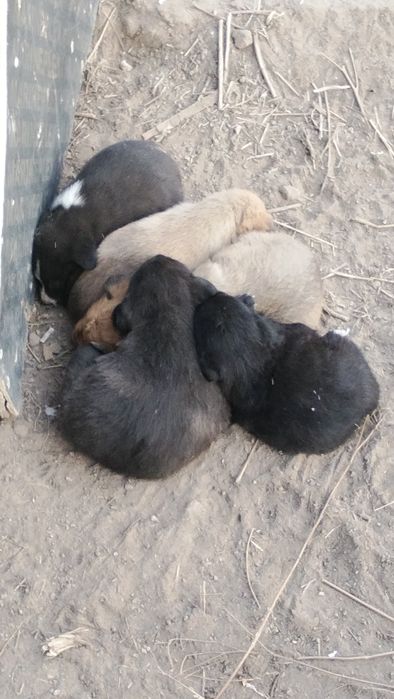 Продаются щенки, мать алабай