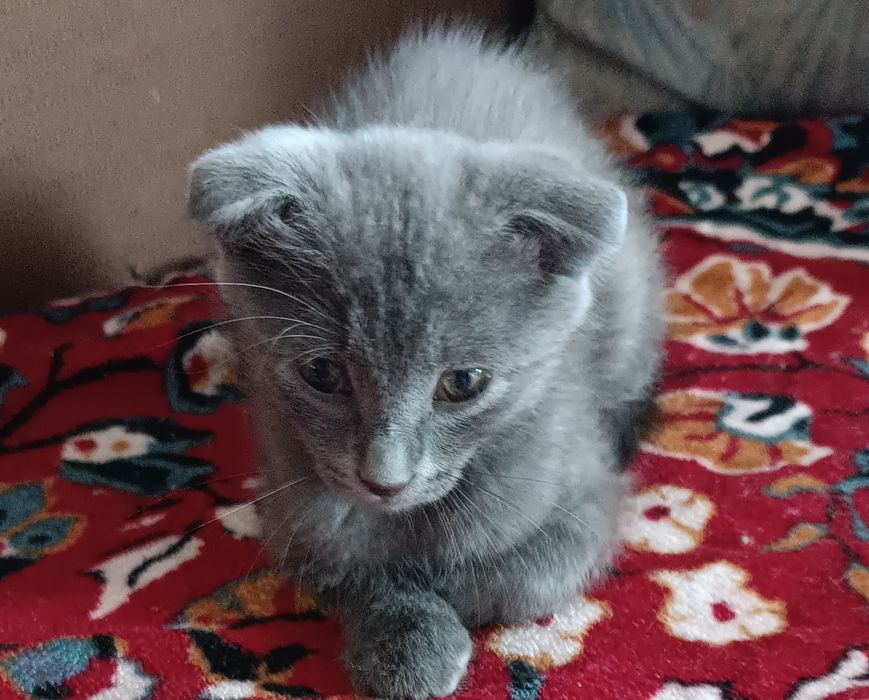 Продам вислоухих котят