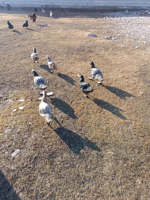 Индоутка қырғауыл