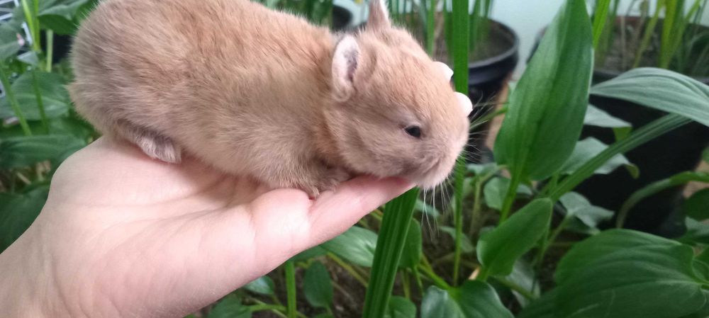 Karlik mitti quyonchalar bron