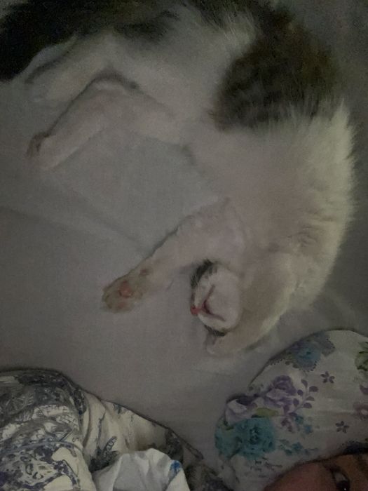 Отдаю в добрые руки двух кошечек.