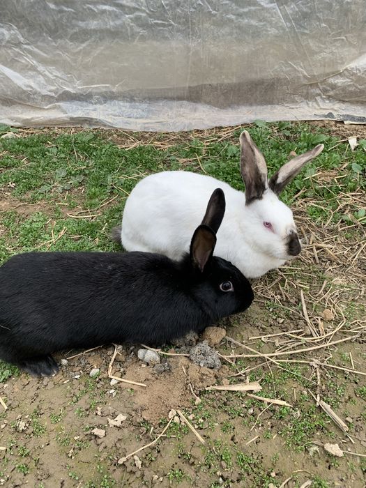 Quyon sotiladi 180 min