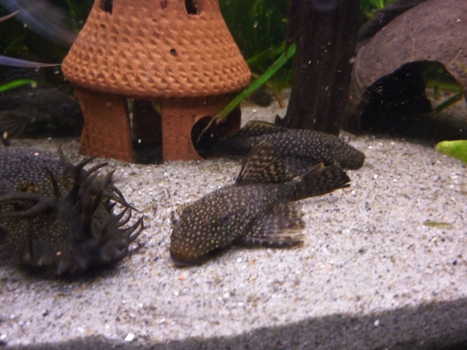 Creveti Blue Diamond, Red Sakura,transparenti,rcs,ancistrusi,m