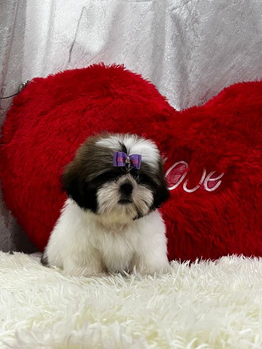 Очень красивые щенки ши-тцу