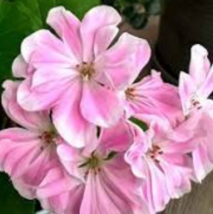 Продам пеларгонию Saga