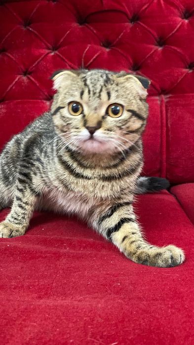 Шотландский вислоухая