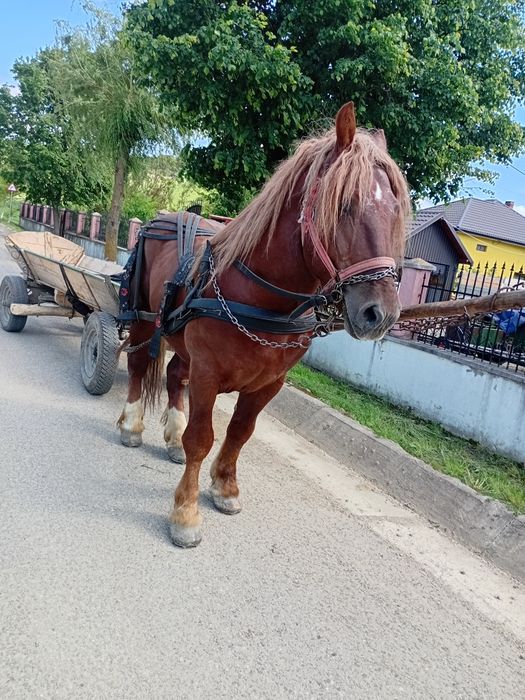 De vânzare harmasar în vârsta de 3 ani