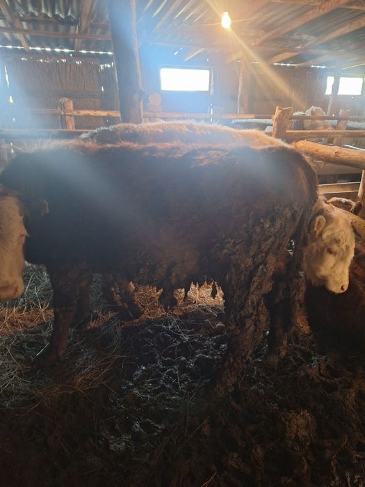 Бордақыда тұрған бұқалар сатылады