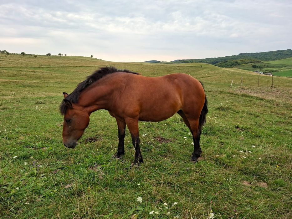 Mânză de vanzare