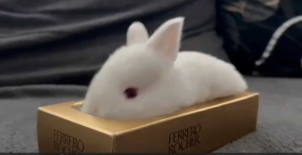 Iepuri hibrizi: neozeelandez alb cu hycole